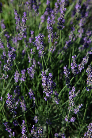 lavender essential oil mist